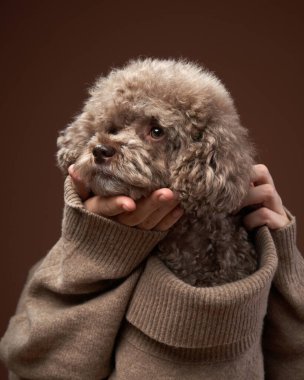 Çekici bir kaniş köpeği, yorgun bir ifadeyle ve çenesinin altında el ele tutuşan.. 