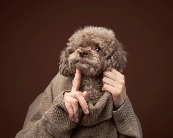 Un perro caniche atractivo, con una expresión cansada y cogido de la mano bajo la barbilla. — Foto de Stock