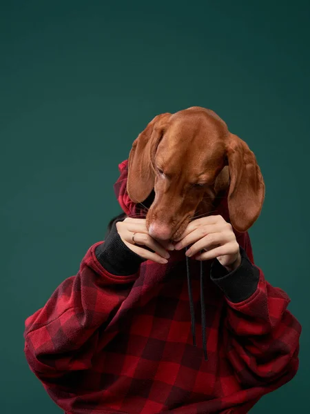 Hipster dog in a hooded hoodie holds snacks with his hands. Conceptual portrait of a dog on a green background. — Stock Photo, Image