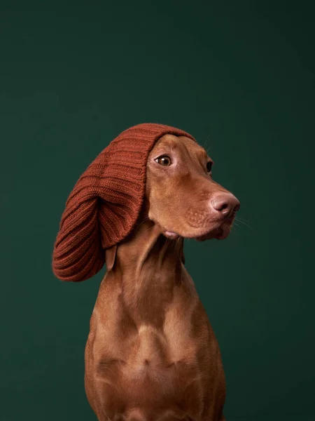 Glad hund i en rolig gul mössa. Ungerska vizsla på en grön bakgrund — Stockfoto