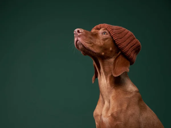 Happy dog in a funny yellow cap. Hungarian vizsla on a green background — Stock Photo, Image