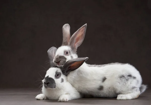 Two rabbits on a brown background. holy easter, holiday, props — Stock Photo, Image