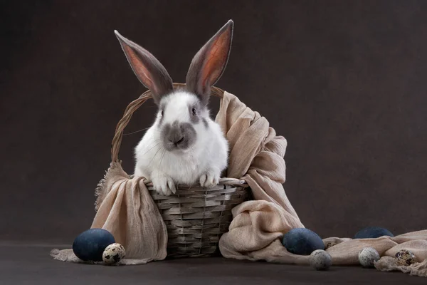Kahverengi arka planda iki sevimli tavşan. Kutsal Paskalya, tatil, aksesuarlar — Stok fotoğraf