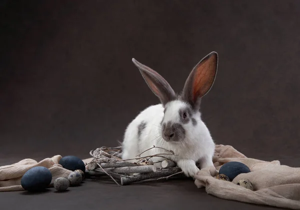 Dva králíci na hnědém pozadí. svaté Velikonoce, dovolená, rekvizity — Stock fotografie