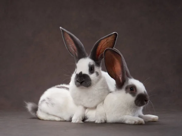 Two rabbits on a brown background. holy easter, holiday, props — Stock Photo, Image