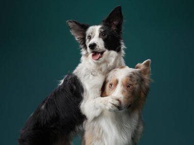 Komik köpek. Mutlu Sınır Collie eğrisi ağızlık