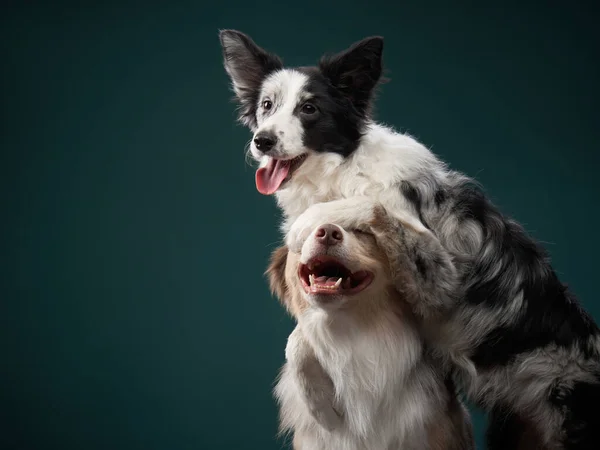 Srandovní pes. Happy Border Collie křivka ústí — Stock fotografie