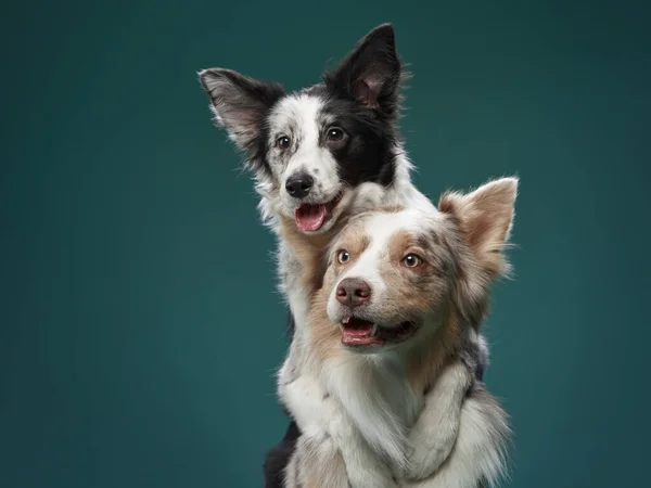 Komik köpek. Mutlu Sınır Collie eğrisi ağızlık — Stok fotoğraf