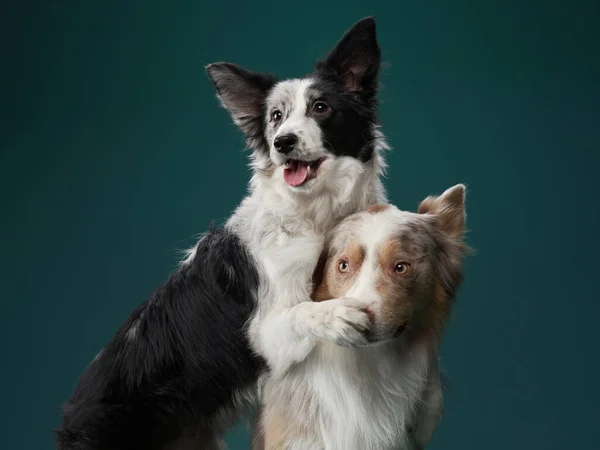Komik köpek. Mutlu Sınır Collie eğrisi ağızlık — Stok fotoğraf
