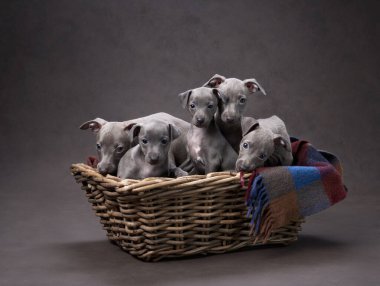 Sepette beş tazı yavrusu. Kahverengi tuval üzerinde köpek