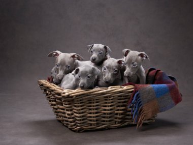 Sepette beş tazı yavrusu. Kahverengi tuval üzerinde köpek