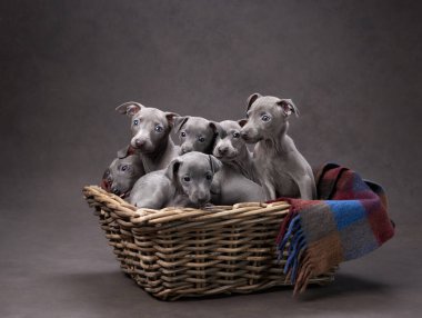 Sepette beş tazı yavrusu. Kahverengi tuval üzerinde köpek