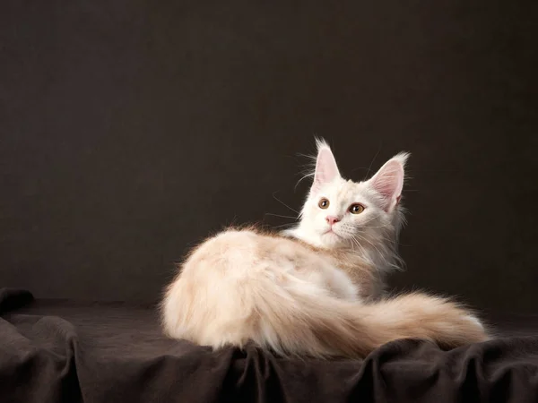 Maine Coon Kitty en una mascota oscura en el fondo del lienzo. retrato de gato —  Fotos de Stock
