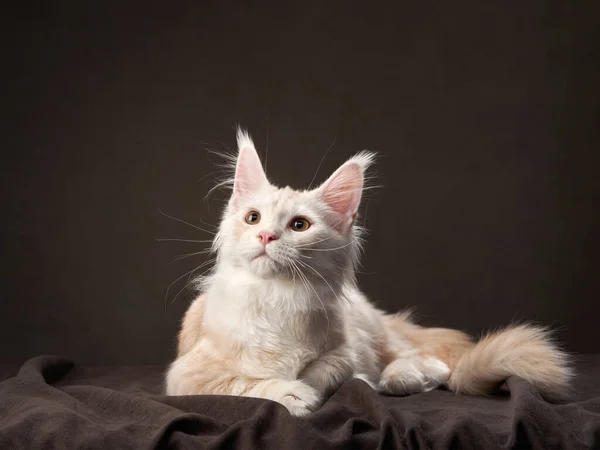 Maine Coon Kitty en una mascota oscura en el fondo del lienzo. retrato de gato —  Fotos de Stock