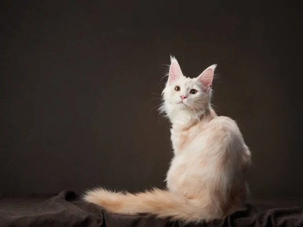 Maine Coon Kitty en una mascota oscura en el fondo del lienzo. retrato de gato —  Fotos de Stock