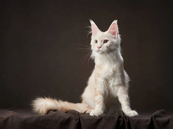 Maine Coon Kitty na ciemnym zwierzaku na tle płótna. portret kota — Zdjęcie stockowe
