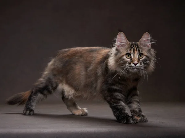 Maine Coon Kitty su un animale domestico scuro sullo sfondo della tela. ritratto del gatto — Foto Stock