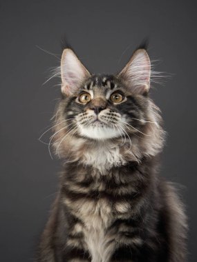 Gri arka planda Maine Coon Kitten. Stüdyoda kedi resmi