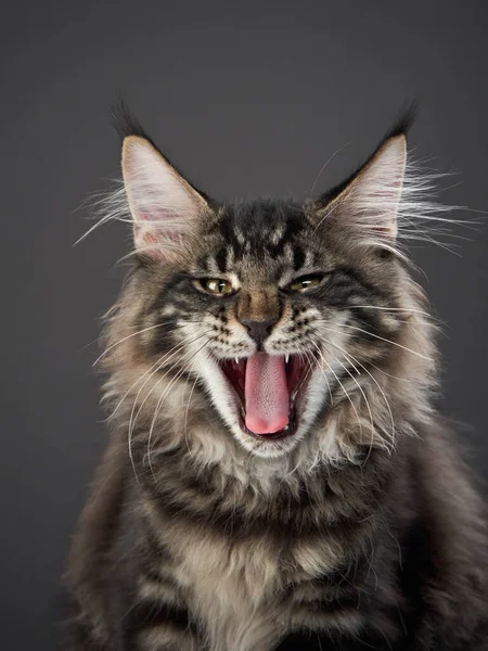 Maine Coon Kitten su sfondo grigio. ritratto di gatto in studio — Foto Stock
