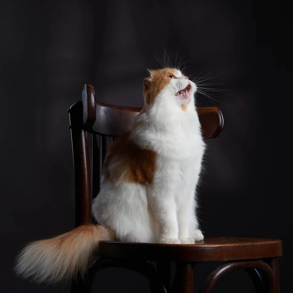 Scottish Shorthair katt sitter på en stol. Studiofoton för reklam — Stockfoto