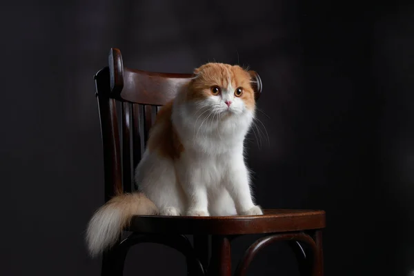 Gatto scozzese di Shorthair seduto su una sedia. foto di studio per la pubblicità — Foto Stock