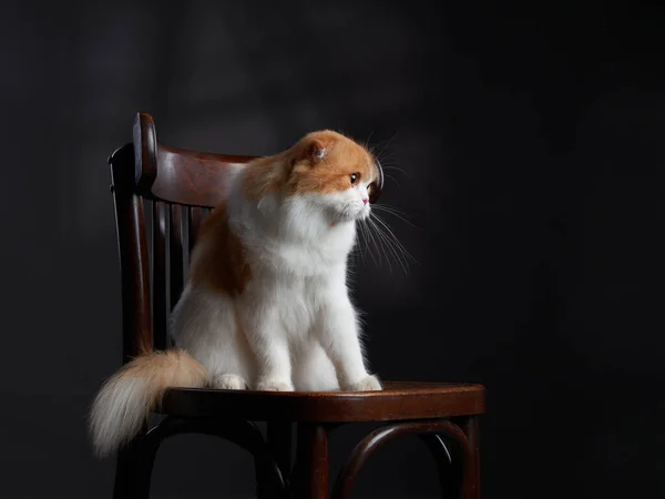 Scottish Shorthair gato sentado en una silla. fotos de estudio para publicidad — Foto de Stock