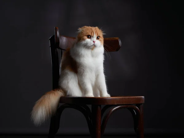 Scottish Shorthair cat sitting on a chair. studio photos for advertising — Stock Photo, Image