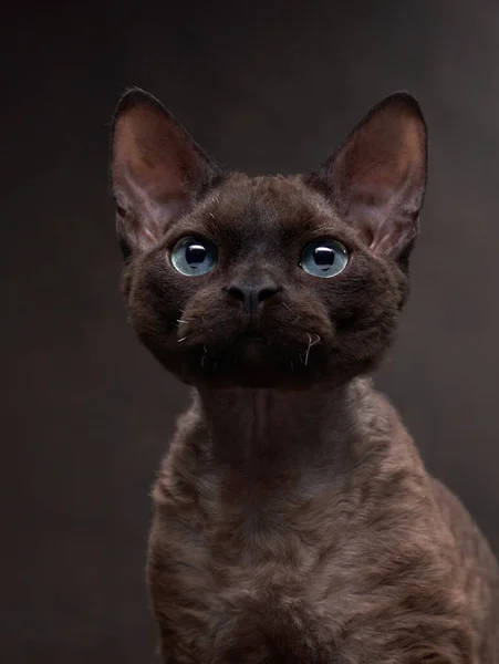Raça gato devon rex em um fundo de lona de chocolate. Pet retrato em estúdio — Fotografia de Stock