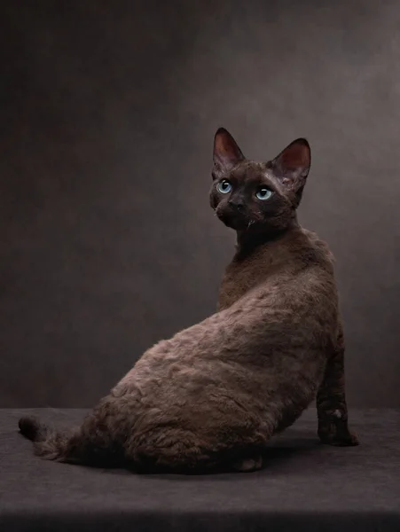 Raça gato devon rex em um fundo de lona de chocolate. Pet retrato em estúdio — Fotografia de Stock