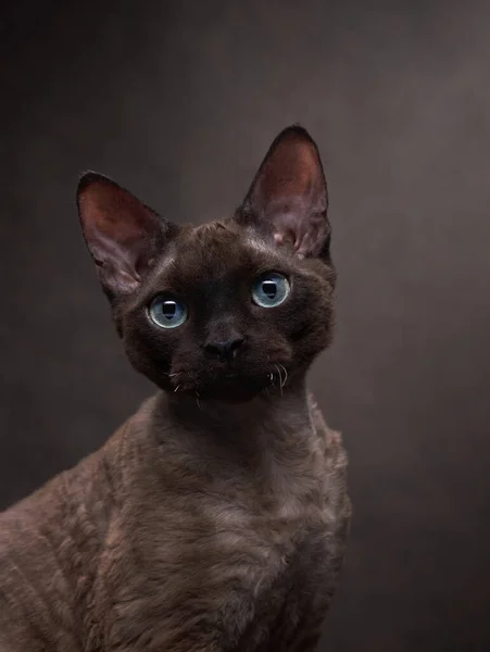 Kot rasa devon rex na tle czekoladowego płótna. Portret zwierzaka w studio — Zdjęcie stockowe