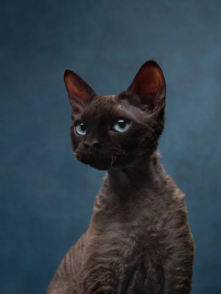 Raça gato devon rex em um fundo de lona azul. Pet retrato em estúdio — Fotografia de Stock
