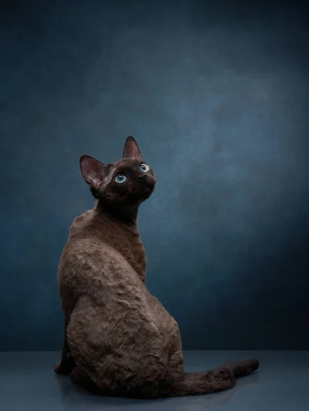 Raça gato devon rex em um fundo de lona azul. Pet retrato em estúdio — Fotografia de Stock