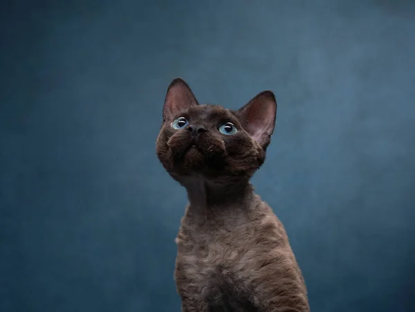 Raça gato devon rex em um fundo de lona azul. Pet retrato em estúdio — Fotografia de Stock