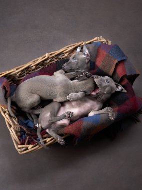Sepette iki tazı yavrusu. Kahverengi tuval üzerinde köpek