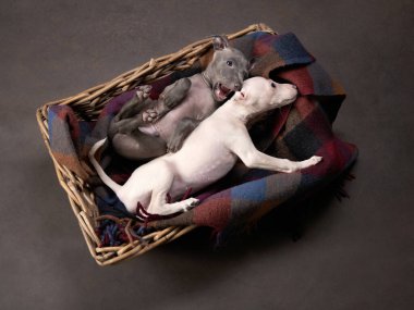 Sepette iki tazı yavrusu. Kahverengi tuval üzerinde köpek