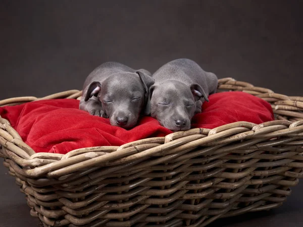两只灰色的小狗在篮子里。褐色帆布背景的狗 — 图库照片