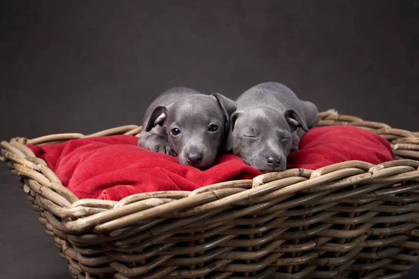 两只灰色的小狗在篮子里。褐色帆布背景的狗 — 图库照片
