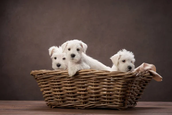 Három kiskutya fehér schnauzer egy kosárban, barna háttérrel. Aranyos kutyák — Stock Fotó