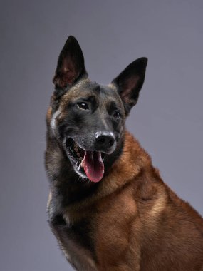 Gri arka planda Malinois köpeği. Stüdyoda güzel bir hayvan var.