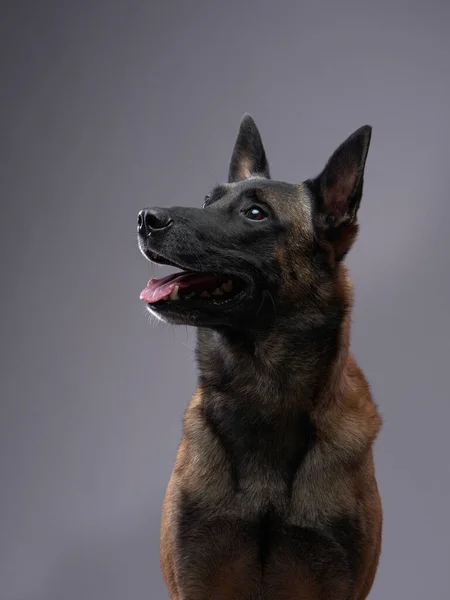 灰色の背景にマリノイ犬。スタジオで美しいペット — ストック写真