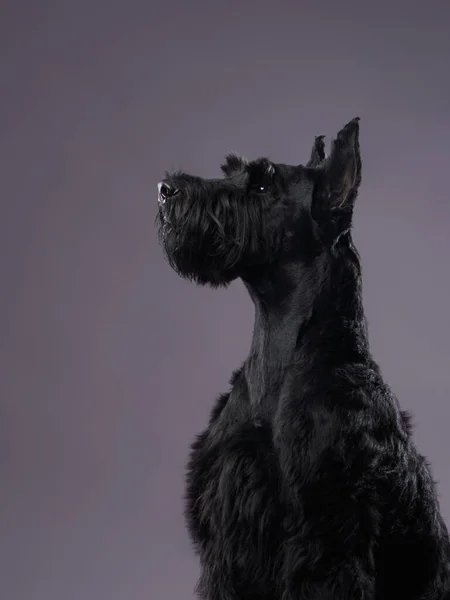 dog Giant Schnauzer on a gray background. Beautiful pet in the studio
