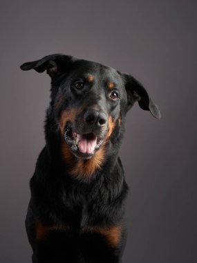 Gri arka planda güzel bir köpek. Güzel bir hayvanın portresi 