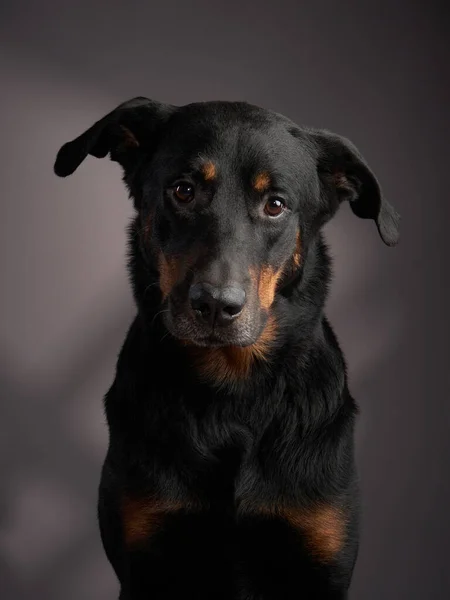 Pies Beauceron na szarym tle. Portret pięknego zwierzaka — Zdjęcie stockowe