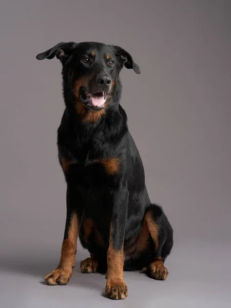 Beauceron perro sobre un fondo gris. Retrato de una hermosa mascota — Foto de Stock