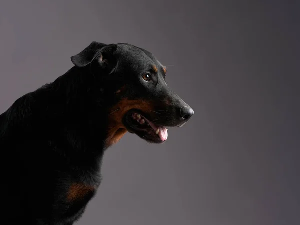 Pies Beauceron na szarym tle. Portret pięknego zwierzaka — Zdjęcie stockowe