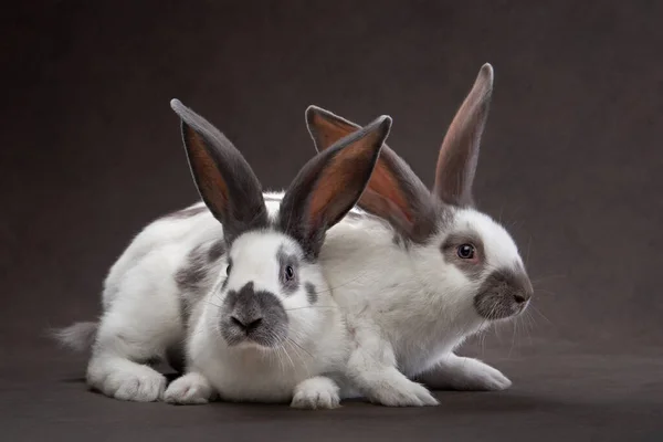 갈색 배경에 두 마리의 토끼가 있습니다. 성찬식, 휴일, 소품 — 스톡 사진