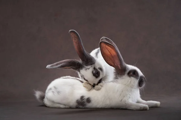 Kahverengi arka planda iki tavşan. Kutsal Paskalya, tatil, aksesuarlar — Stok fotoğraf