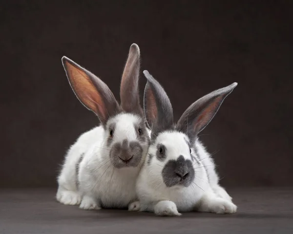 Kahverengi arka planda iki tavşan. Kutsal Paskalya, tatil, aksesuarlar — Stok fotoğraf