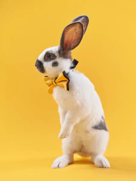 Pruvada parlak sarı bir arka planda tavşan. Komik hayvan. — Stok fotoğraf