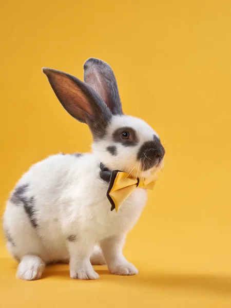 토끼는 노란 바탕에 활을 단 밝은 노란색 배경에 있습니다. 재미있는 동물 — 스톡 사진